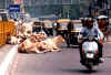cows-new delhi road.jpg (32435 bytes)